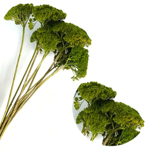 Schafgarbe/Achillea grün gefärbt | ca. 10 Dolden | große Köpfe für Maßstäbe 1:50 bis 1:500 | Architektur | Modellbau Basteln Dioramen Parker Bäume Sträucher Landschaft Wälder