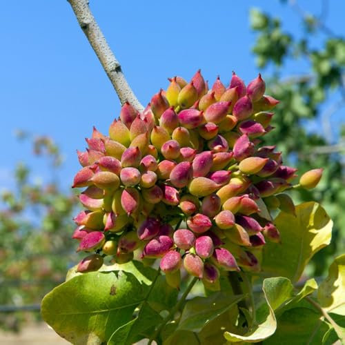 árbol de pistacho comprar semillas, plantas perennes, resistentes, perennes, semillas orgánicas semillas de pistacho Planta de interior, plantas resistentes al aire libre semillas de 25pcs
