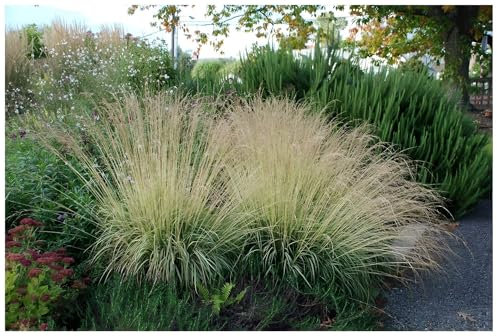 5 x Molinia caerulea 'Variegata' im 1 Liter Topf (Ziergras/Gräser/Winterhart/Mehrjährig/Staude) Buntes Kleines Pfeifengras - Filigrane Schönheit mit gestreiftem Charme - von Stauden Gänge