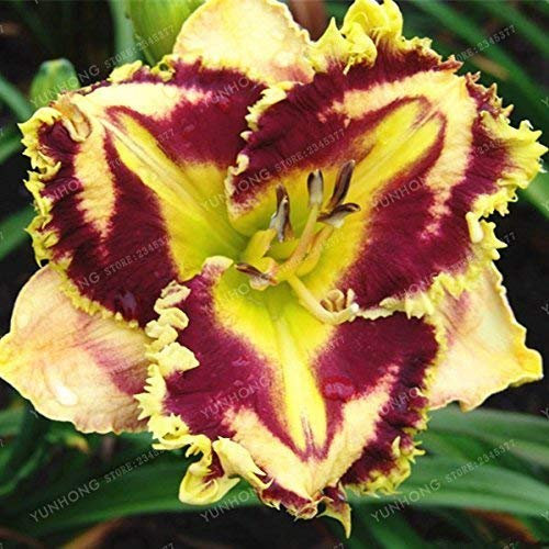 SwansGreen 100 Pcs/Sac hybride hémérocalles Graines Bonsai Graines de fleurs Hémérocalles Lily plantes d'intérieur Pot jardin Fournitures 15