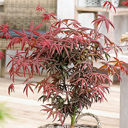 Acer palmatum Starfish - Japanese Maple Tree | Large Outdoor Garden Ready Plant in Pot (50-70cm Incl. Pot)