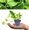 Scindapsus Aureum - Devil's Ivy in 6cm Pot - Mini Indoor Plant - Air Purifying (1 Plant)
