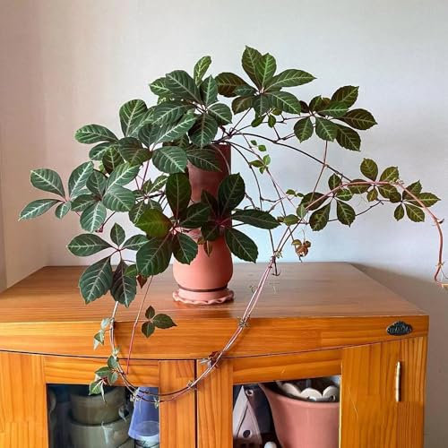 600 Pcs Wilder Wein Winterhart Schnellwachsend Samen - Creeper Jungfernrebe Samen, Wohnzimmer Deko, Hängepflanze Wilder Wein Samen, Luftreinigende Zimmerpflanzen Bonsai Samen, Winterharte