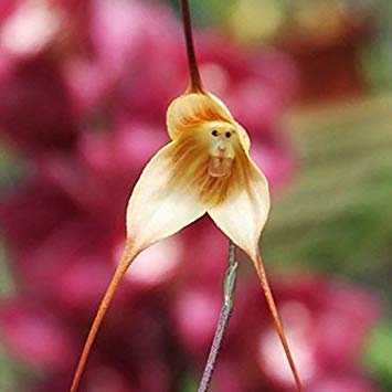 Potseed 10 Stück/Beutel Seltene Affengesicht-Orchidee Semi Giardino Della casa Bella pianta Fiore ZH0103 Rosa