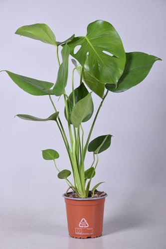 Monstera deliciosa - 45-55cm - Ø14cm - Pianta d'appartamento - Sempreverde