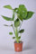 Monstera deliciosa - 45-55cm - Ø14cm - Pianta d'appartamento - Sempreverde