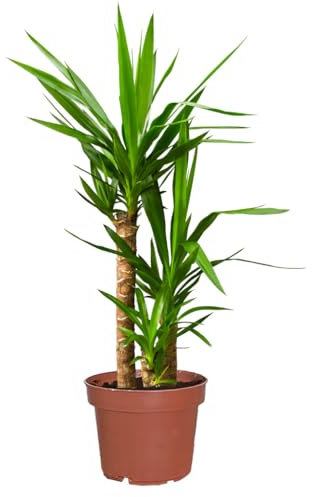 Yucca Palme groß | Yucca elephantipes 90–100 cm | Pflegeleicht & robust | Topf 21 cm Ø | Zimmerpflanze für Wohnzimmer, Büro & Balkon | Deko Palme – Indoor Outdoor | Green Me Up