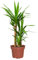 Yucca Palme groß | Yucca elephantipes 90–100 cm | Pflegeleicht & robust | Topf 21 cm Ø | Zimmerpflanze für Wohnzimmer, Büro & Balkon | Deko Palme – Indoor Outdoor | Green Me Up