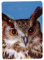 Ravensden 3 D Magnet Eule 11x7,5cm Kühlschrankmagnete Tiere Eulen Vogel