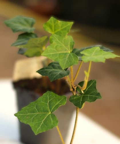 3 Stck. Irischer Efeu Hedera hibernica immergrüne Kletterpflanze 30-40 cm