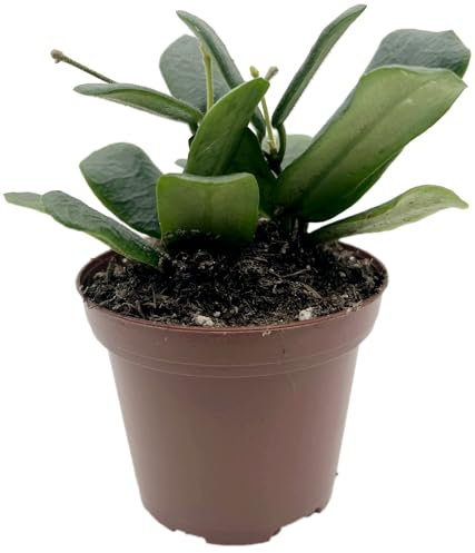 Fangblatt - Hoya rotundiflora - Porzellanblume im Ø 9 cm Topf - 15 cm hoch - pflegeleichte Wachsblume - außergewöhnliche Zimmerpflanze