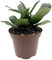 Fangblatt - Hoya rotundiflora - Porzellanblume im Ø 9 cm Topf - 15 cm hoch - pflegeleichte Wachsblume - außergewöhnliche Zimmerpflanze
