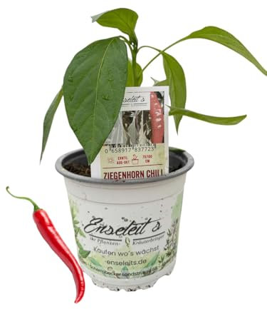 Ziegenhorn Chili - Chili Pflanze aus der Gärtnerei Enseleit