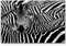 Paul Sinus Art Leinwandbilder | Bilder Leinwand 120x80cm Zebra in seiner Herde