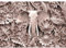 Runa Art Fototapete Elefant Afrika 352 x 250 cm Vlies Tapeten XXL Moderne Wandtapete Wohnzimmer Schlafzimmer Braun 9400011b