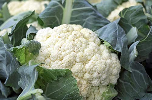 Graines Chou fleur merveille de toute saison - sachet de 400 graines - Brassica/oleracaea/Brassicaceae - Graines de style