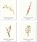 Kunstdruck Ungerahmt Bilder Set von 4, Poster Größe: 20x25 cm Premium Blumen Kunstpapier Wanddeko Beige Natur Frau Liebe Retro Pflanzen Illustration Passenden Home Deko Giorgio Gallesio Paintings