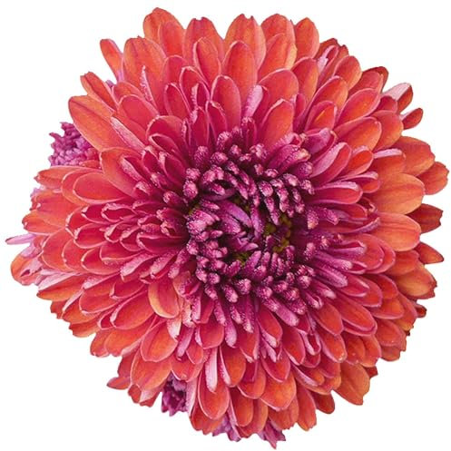 kleberio Selbstklebender Aufkleber Autoaufkleber Sticker wetterfest Blumen Mülltonne Blumenwiese Dekoration Fensterbild Fliesenaufkleber 10 x 10 cm - Chrysantheme -