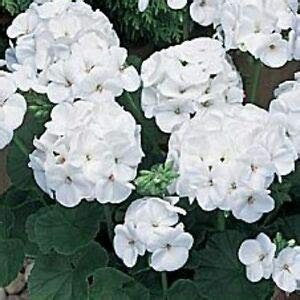 20 weiße Geranien-Blumensamen: Samen