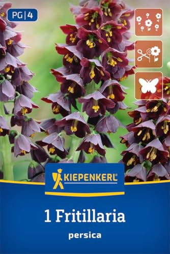 Kiepenkerl Persische Kaiserkrone 2775003 Blumenzwiebeln Frühlingsblüher winterhart mehrjährig purpurfarbene Blüten bis 80 cm hoch April-Mai-Blüte sonniger Standort