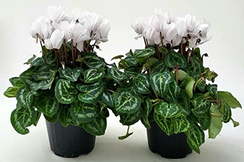 POWERS TO FLOWERS - CICLAMINO A FIORE PICCOLO PROFUMATO, CICLAMINO MINI BIANCO, 2 PIANTE, VASO 10CM, piante vere