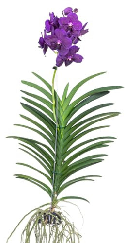 Plant in a Box - Vanda 'Samtige Brombeere' - Tropische Orchidee - Schöne Farbmischung - Blühende Orchidee - Höhe 80-90cm