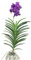 Plant in a Box - Vanda 'Samtige Brombeere' - Tropische Orchidee - Schöne Farbmischung - Blühende Orchidee - Höhe 80-90cm