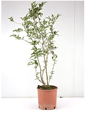 Pianta Ligustro - Dimensione Vaso Vaso 18cm, Colori Disponibili verde