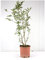 Pianta Ligustro - Dimensione Vaso Vaso 18cm, Colori Disponibili verde