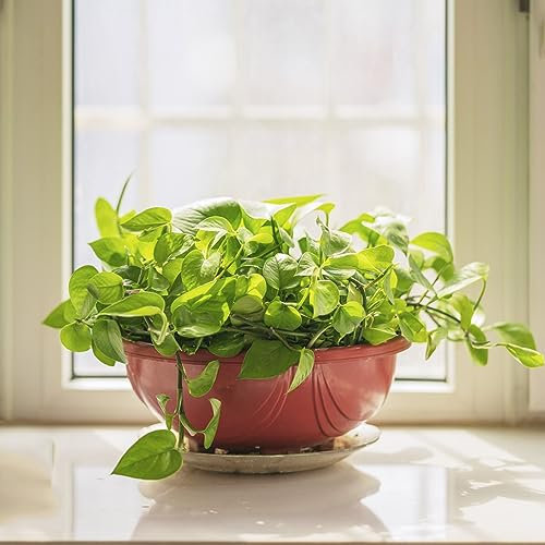 15 pcs efeutute samen - pflanzen garten luftreinigende zimmerpflanzen Epipremnum aureum,pflanztöpfe robuste balkonpflanzen winterhart seed hochbeett gardening
