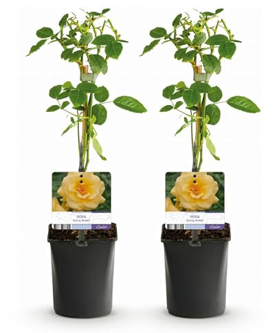 GreenboutiQ - Kletterrose - Rosa Spring Queen - Blüte Gelb - Pflegeleicht - 2 Pflanzen - Topf 11cm Höhe 40cm