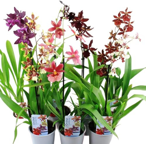 Echte Cambria Orchideen, 5 große Zimmerpflanzen 30-40 cm hoch, mit Blüten, 5 Sorten Mischung aus Holland, 3 Farben, leicht duftend (keine Samen und nicht künstliche Orchidee, ohne Dünger und mit Topf)