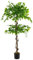 COSTWAY Plante Artificielle de 150CM avec Pot Rempli de Ciment, Ficus Artificiel avec 882 Feuilles Tronc Réaliste Mousse Séchée, Fausse Arbre Décoration du Magasin Bureau Maison