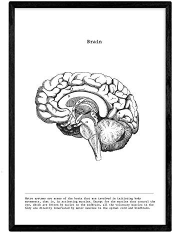 Nacnic anatomie poster | vintage stil wanddekoration abbildung von halbiertes gehirn, muskeln und knochen | verschiedene menschliche körper, biologie und medizin bilder | größe A4