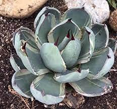 Aamish 50 Stück Agave Parryi Truncata Seltene saftige Pflanzensamen