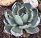 Aamish 50 Stück Agave Parryi Truncata Seltene saftige Pflanzensamen