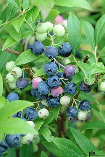 Reichtragende Kultur Heidelbeere Vaccinium corymbosum 30-50 cm