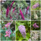 100 pcs schmetterlingsflieder winterhart samen, wildblumensamen, balkon sommerflieder samen - Buddleja davidii - wildblumenwiese saatgut mehrjährig, seed gartengeschenke, blumen garten