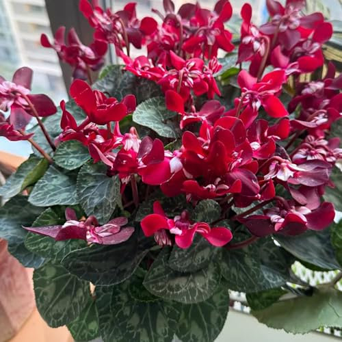 400 pz Ciclamino persico - Piante resistenti all'esterno Semi di ciclamino perenni semi di bonsai di fiori da giardino Piante resistenti per contenitori Le piante perenni sono piante