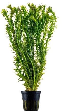 AquaOne Aquarium Pflanze Elodea Canadensis Wasserpflanze Aquariumpflanze | Kanadische Wasserpest, Stängelpflanze, einfach pflegeleicht, Aquascaping, Dekoration