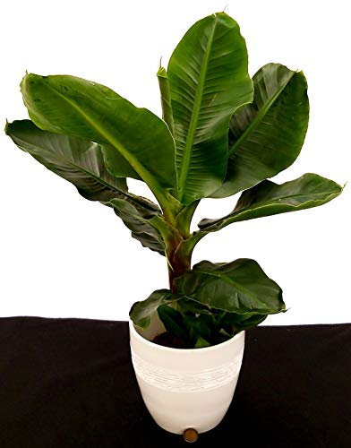 POWERS TO FLOWERS - BANANO, PIANTA DEL BANANO XXL IN CERAMICA BIANCA RIGATA, pianta vera