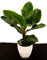 POWERS TO FLOWERS - BANANO, PIANTA DEL BANANO XXL IN CERAMICA BIANCA RIGATA, pianta vera