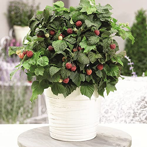 Raspberry Plants Ready to Plant UK 'Yummy' Dwarf Variety Rubus idaeus Hardy Shrub Easy to Grow Your Own Garden Raspberries Ideal for Container Growing 3X 12cm Potted Plants by Thompson and Morgan