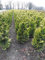Gelbe Zypresse 60-80 cm. 10 Chamaecyparis Ivonne. Blickdichte Koniferen Hecke