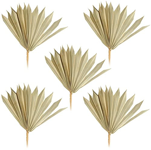 matches21 Palmsonnen Deko Naturdeko Bastelmaterial Gestecke Herbst Winter getrocknet Natur 5er Set 11-22 cm