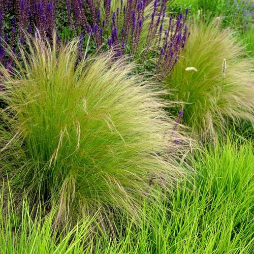 GreenboutiQ - Ziergräser - Stipa tenuifolia Pony Tails - Grün - 2 Pflanzen - Immergrün - Wenig Pflege - Topf 17cm Höhe 50cm