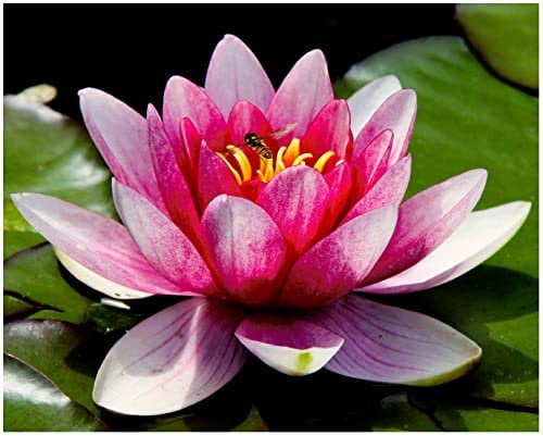 Aquatic Pond Soil – 1 Litre Planting Bag | Nutrient-Rich Soil for Water Plants & Aquatic Gardening in Ponds & Containers