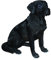 Vivid-Arts-Real-Life-Figur Labrador, schwarz, Grüße L