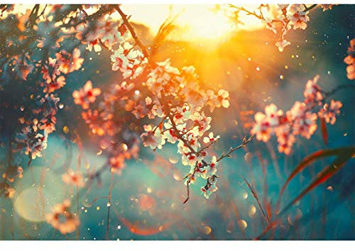Vynil Wand Kirschbaum beim Sonnenuntergang| Verschiedene Maße 150x100 cm | Dekor Esszimmer, Wohnzimmer, Zimmer ...