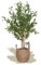 Maia Shop | Olivenbaum Künstlich | Kunstpflanzen | Künstlicher Baum | Maße: 105 x 60 cm | Künstliche Pflanzen | Fake Plant | Plastik Pflanze | Deko | Deko Wohnzimmer
